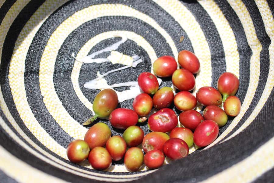 Medellin: Coffee Tour with Hotel Transfers and Meals - What the $70 price includes