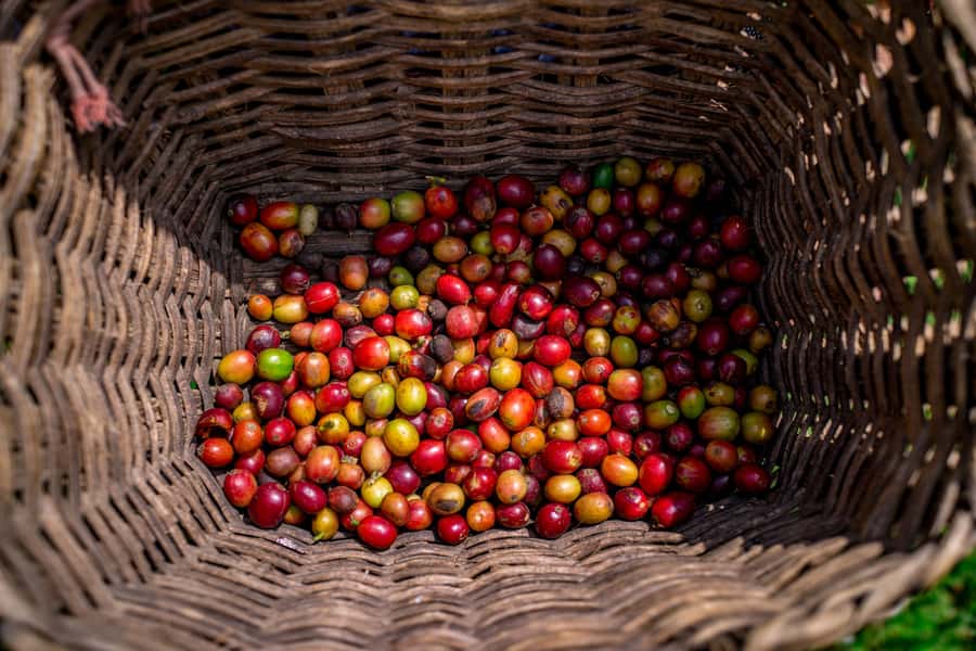 Medellin: Coffee Tour with Transport, Snacks and Tastings - Leaving Medellín for San Sebastián de Palmitas