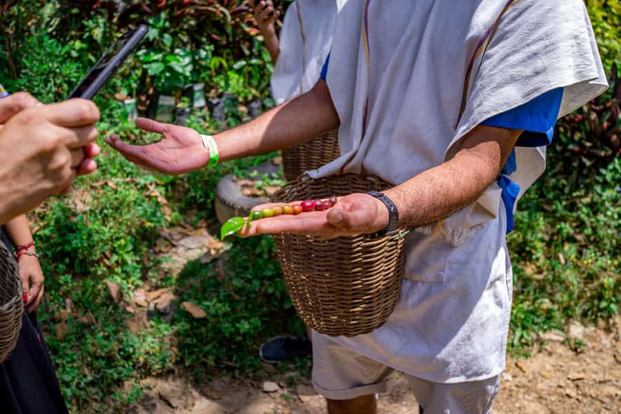 Medellin: Coffee Tour with Transport, Snacks and Tastings - From coffee flower to drying bean