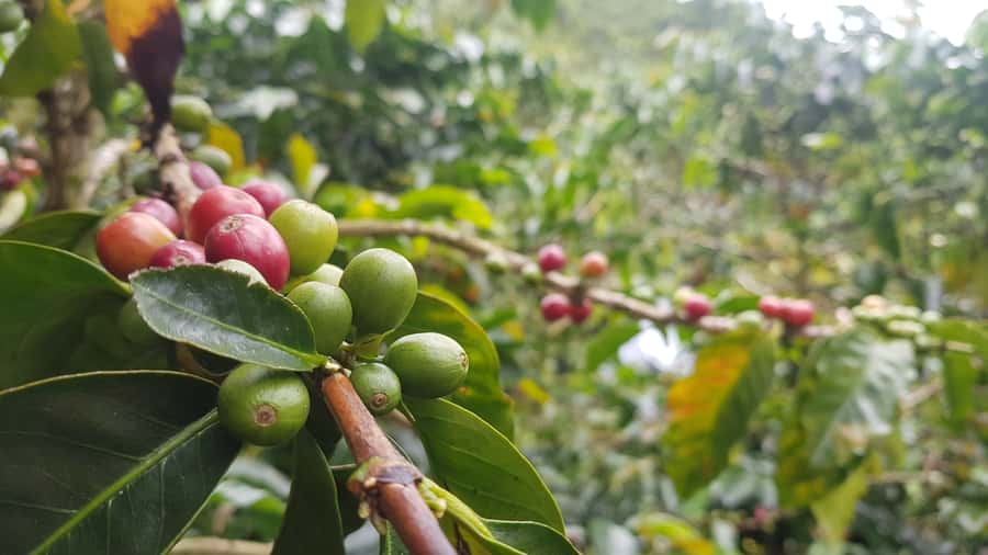 Medellin: Guatape, El Peñol Coffee Farm Private Tour & Fruit - Key points to know before booking