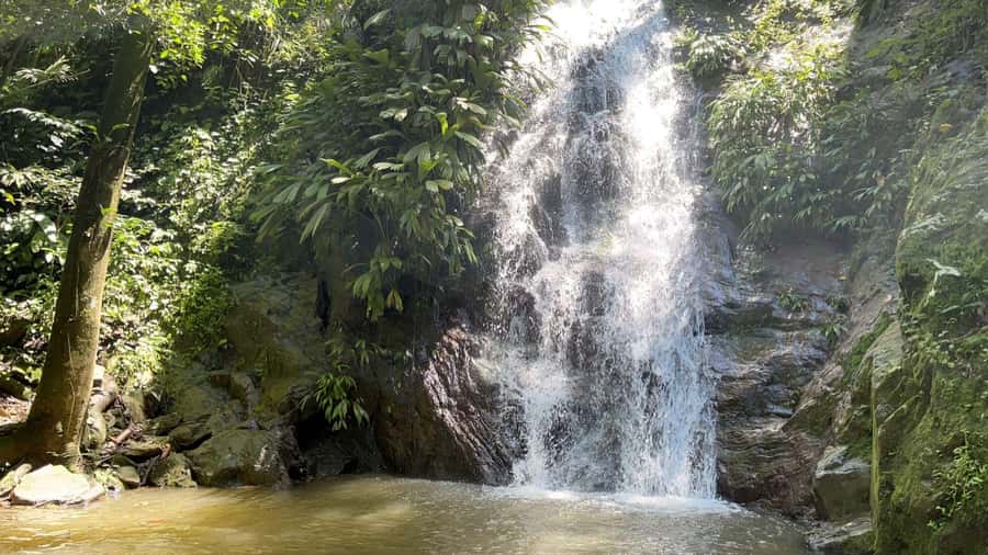 Minca: Hidden Waterfall + Coffee and Cocoa Workshop - The First 50-Minute Walk and Coffee Lesson