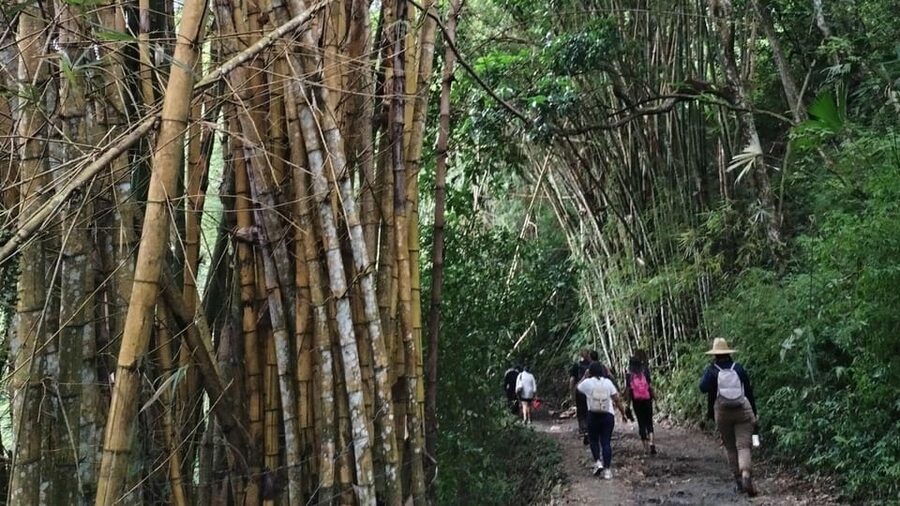 Minca: Hidden Waterfall + Coffee and Cocoa Workshop - Guides, Language, and Group Size