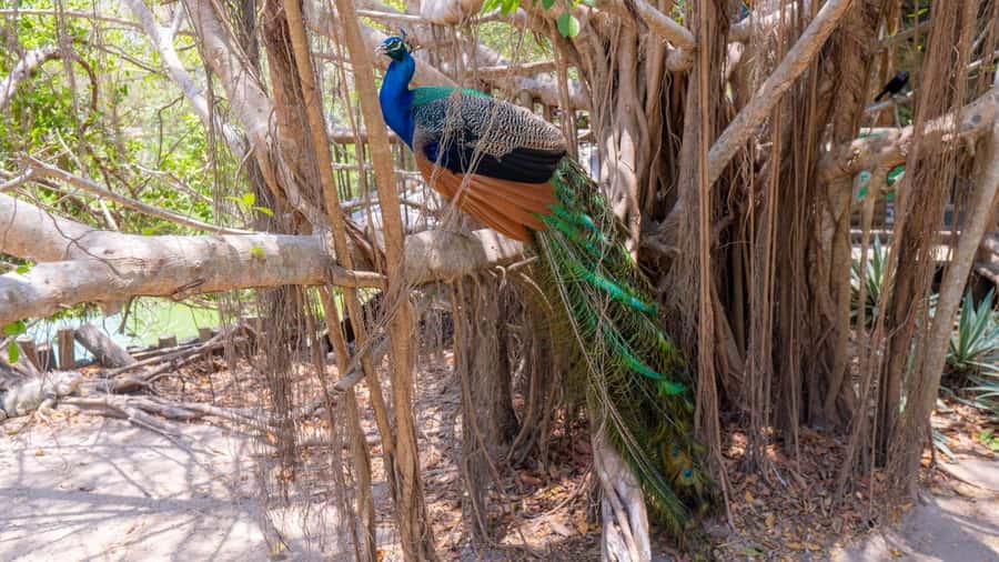 National Aviary and Playa Blanca Plankton Full-Day Tour - Who will enjoy this 15-hour Barú day
