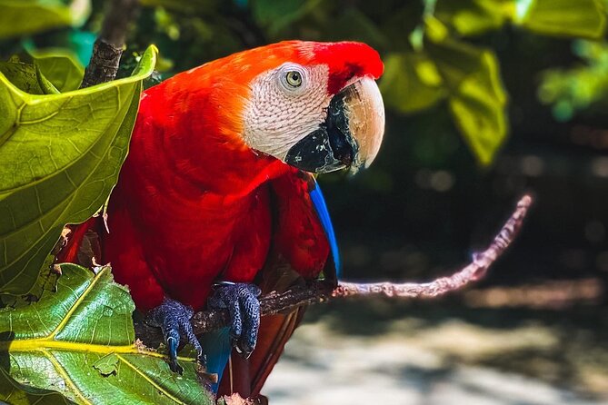 National Aviary & Mambo Beach Club Baru - Playa Blanca - Two hours among Colombia’s birds