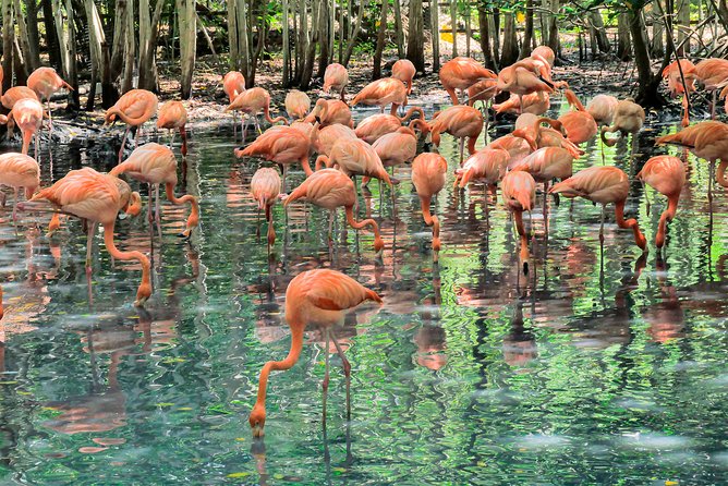 National Aviary & Mambo Beach Club Baru - Playa Blanca - What the Playa Blanca afternoon is really like
