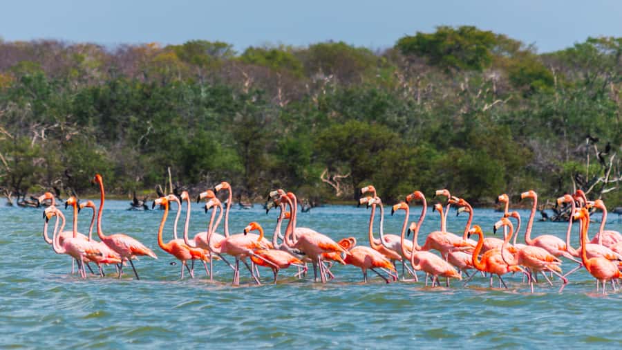Palomino: Sanctuary of Flamingos Day Tour - Leaving Palomino for Playa de Camarones