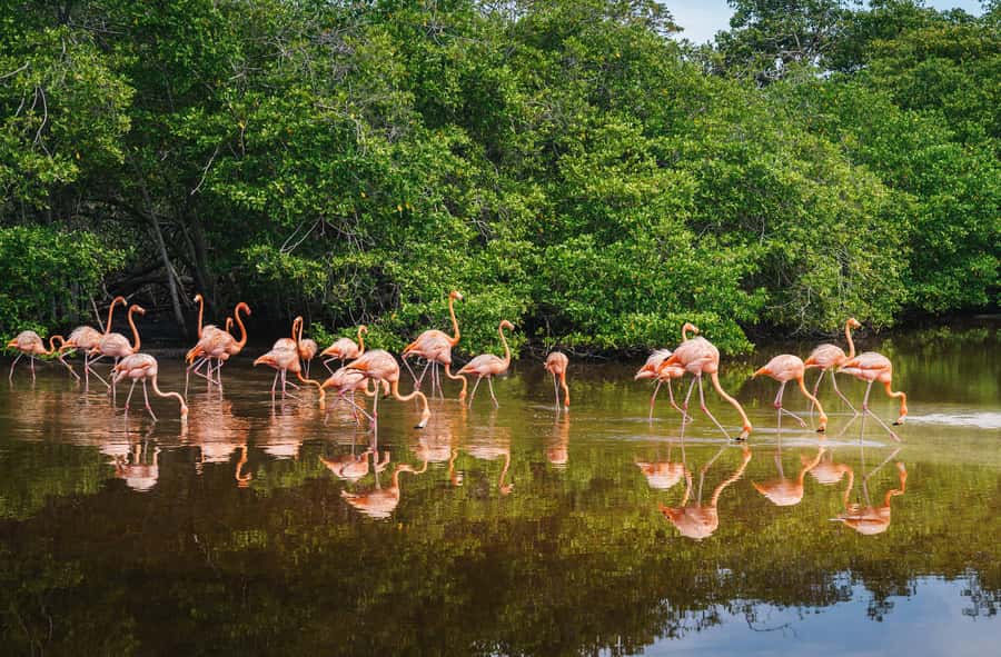 Palomino: Sanctuary of Flamingos Day Tour - FAQ