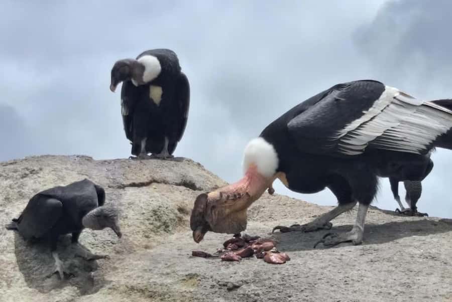 Popayan: Condor Watching in Purace + San Juan Hot Springs - Key points to know before booking