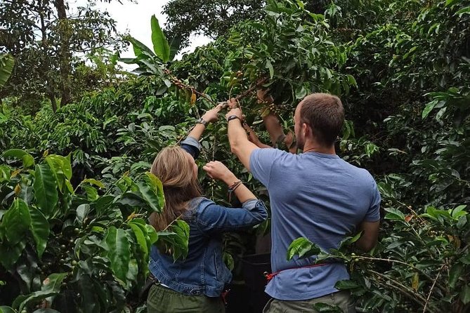 Private coffee tour near Medellín, from bean to cup. - Starting with the coffee plant and red berry