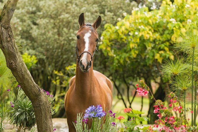 Private Guided Tour of Colombia’s Paso Fino Horse - Why the Paso Fino deserves a closer look