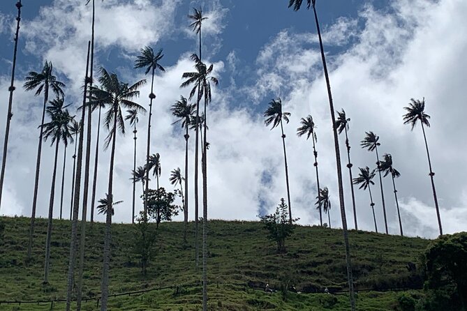 Salento, Cocora and Filandia Private Tour from Pereira or Armenia - Three Coffee Country highlights in one day