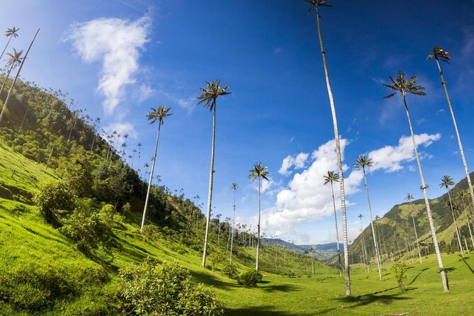 Salento, Cocora and Filandia Private Tour from Pereira or Armenia - Filandia and the Illuminated Hill viewpoint