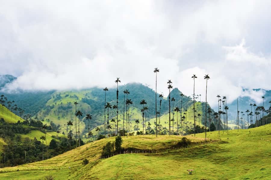 Salento, Cocora and Filandia Tour from Pereira or Armenia - Filandia adds a second town and a high viewpoint
