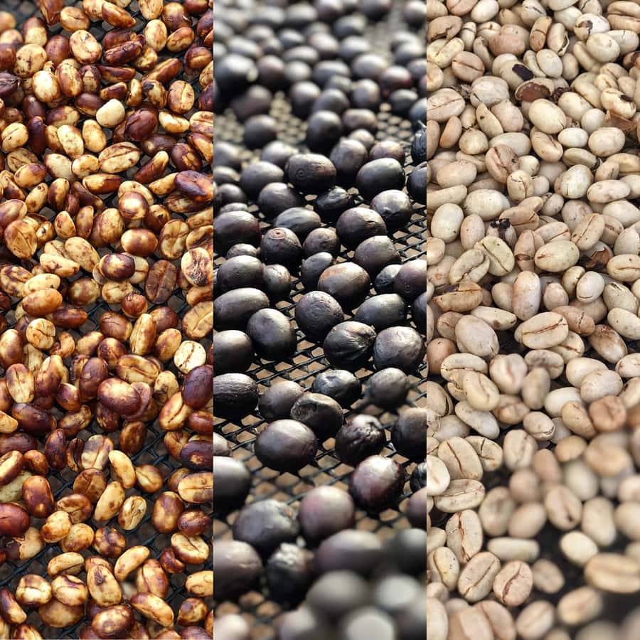 Salento: Coffee Farm Tour with Tasting - Should you book the Salento coffee farm tour?