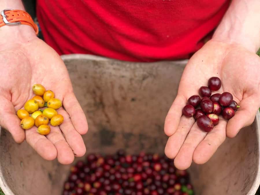 Salento: Coffee Farm Tour with Tasting - Following the beans through drying and roasting