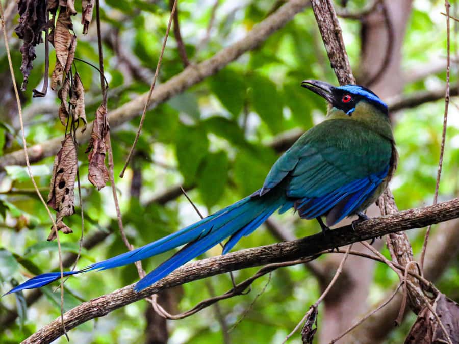 Salento: hike to learn about Birds - Key points to know before you book