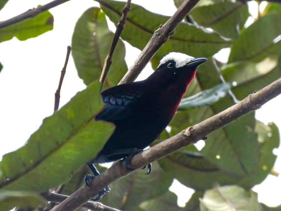 Salento: hike to learn about Birds - The three-hour birding walk