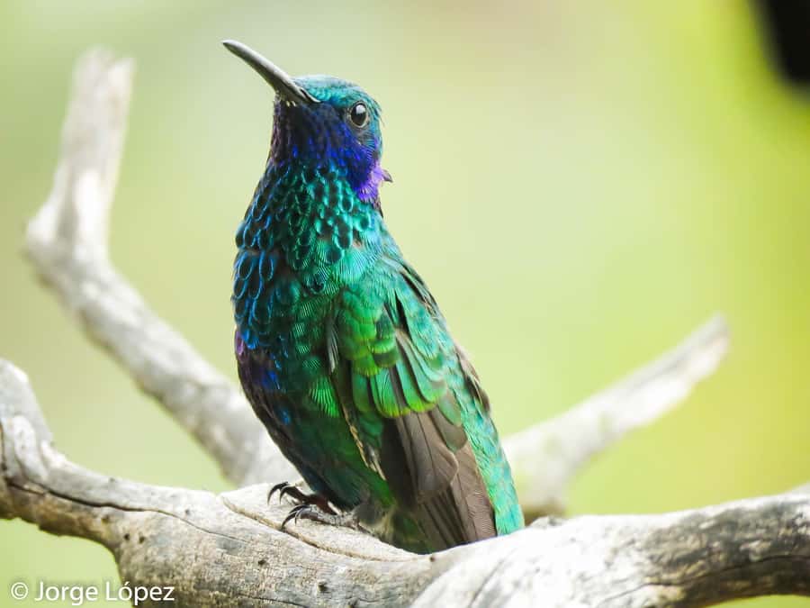 Salento: hike to learn about Birds - The value of the $60 price