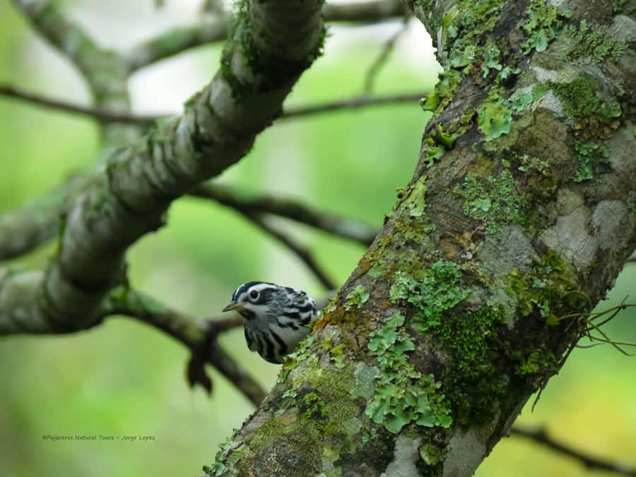 Salento: hike to learn about Birds - Who will enjoy this Salento activity most
