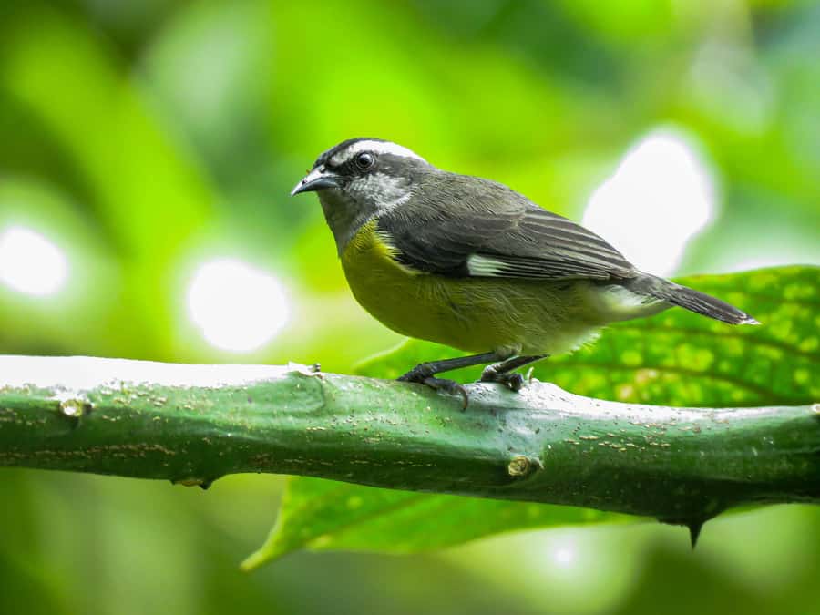Salento: hike to learn about Birds - Booking, cancellation, and meeting details