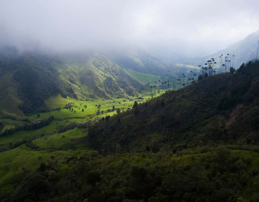 Salento/Pereira: Cocora Valley & Salento Hiking Private Tour - The miradores and the chance of mountain mist