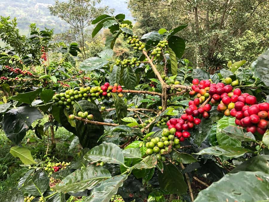 Salento: Private Cocora Valley, Salento & Coffee Farm Tour - Learning to taste high-quality Colombian coffee