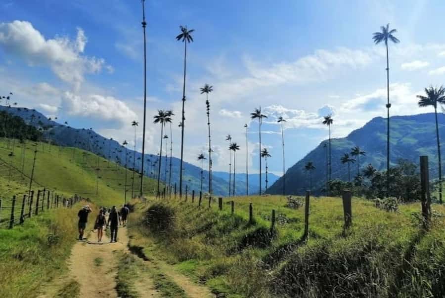 Salento: Salento & Cocora Valley Tour - Key points to know before booking