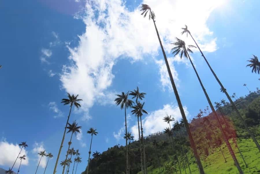 Salento: Salento & Cocora Valley Tour - Why Cocora Valley deserves the morning