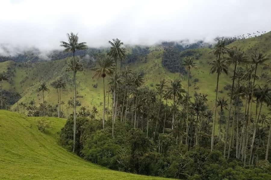 Salento: Salento & Cocora Valley Tour - The jeep ride from Salento