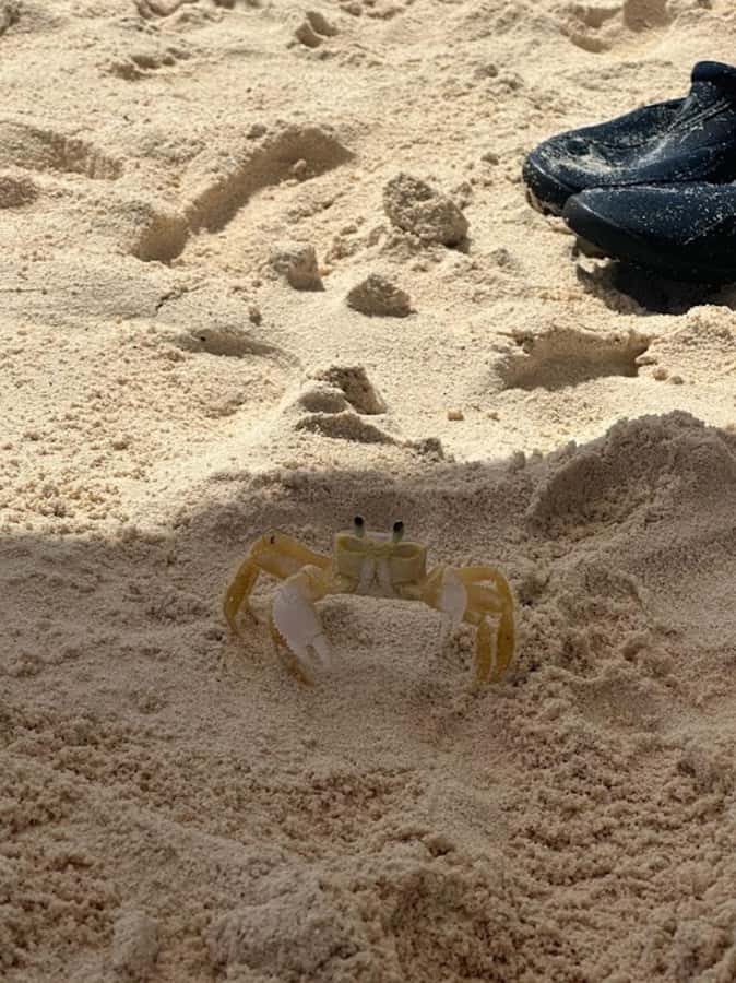 SAN ANDRES: BOAT TRANSFER + JOHNNY CAY - Food, coral tax, and the real cost
