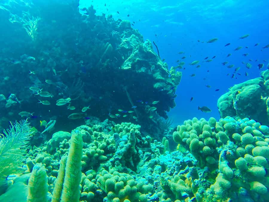 San Andrés: Guided Cays and Mangroves Tour - The boat ride and what to pack
