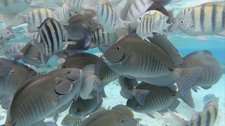 San Andrés: Island Pontoon Boat Tour - What kind of day is this on San Andrés?