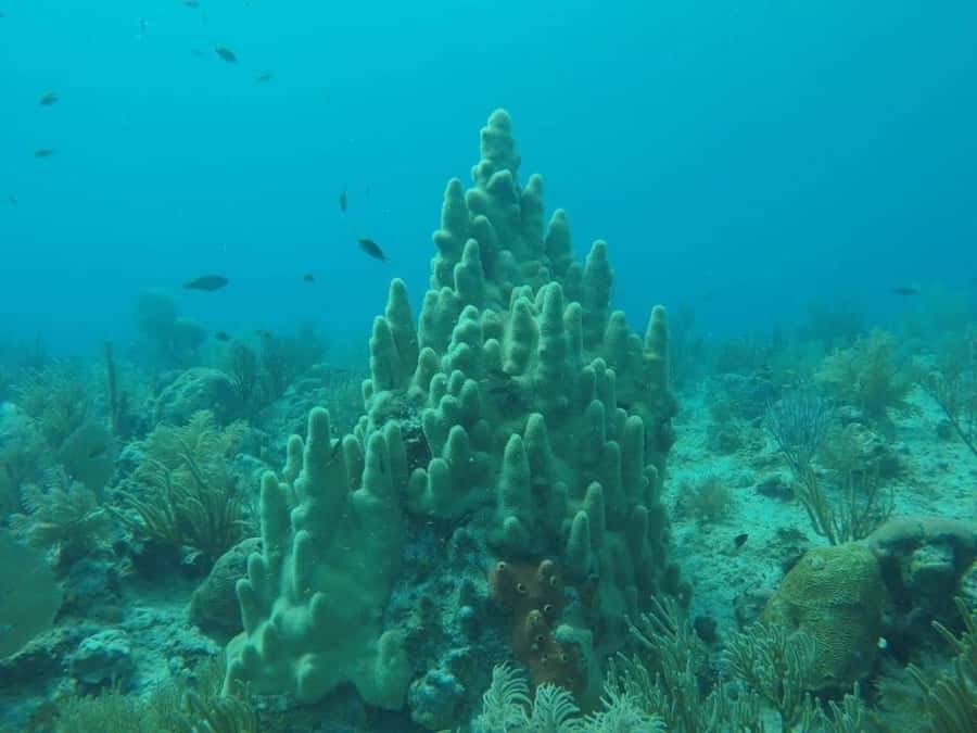 San Andres: Transfer by Boat + Natural Aquarium - What the Natural Aquarium experience is really about