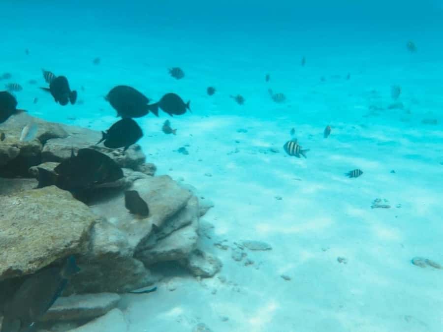 San Andres: Transfer by Boat + Natural Aquarium - Booking, cancellation, and language details