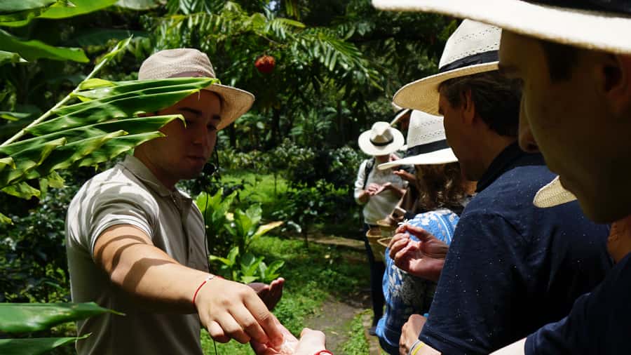 Santa Marta: Minca Coffee, Cocoa, & Waterfall Full-Day Trip - Why Minca Makes a Good Escape From Santa Marta