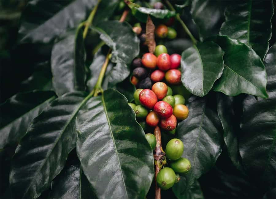 Santa Marta: Minca Coffee, Cocoa, & Waterfall Full-Day Trip - The Drive From Santa Marta to Minca