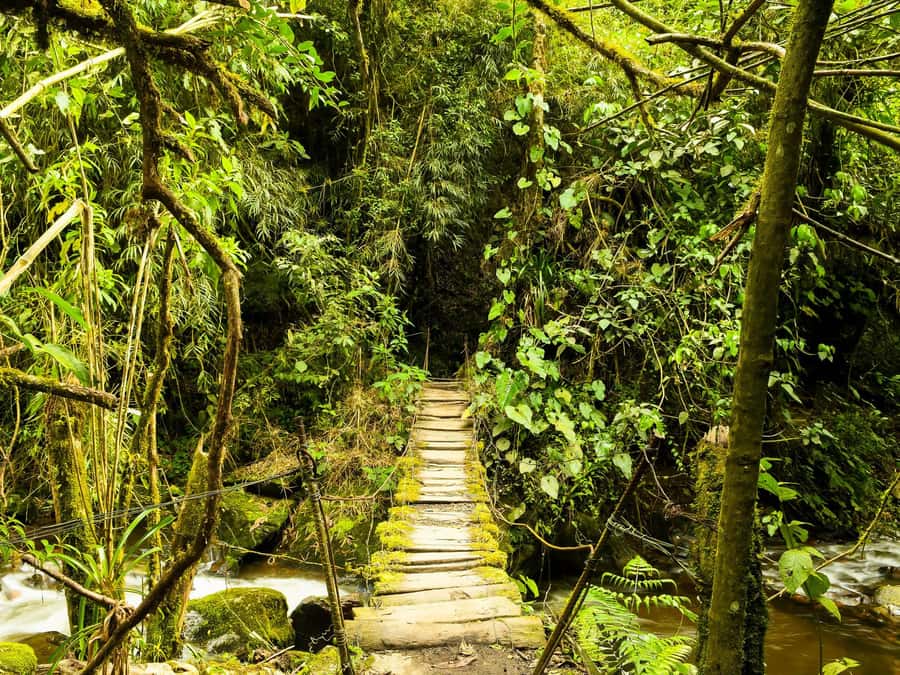 Santa Rita Waterfall and Salento Private Tour - A forest route to Santa Rita Waterfall