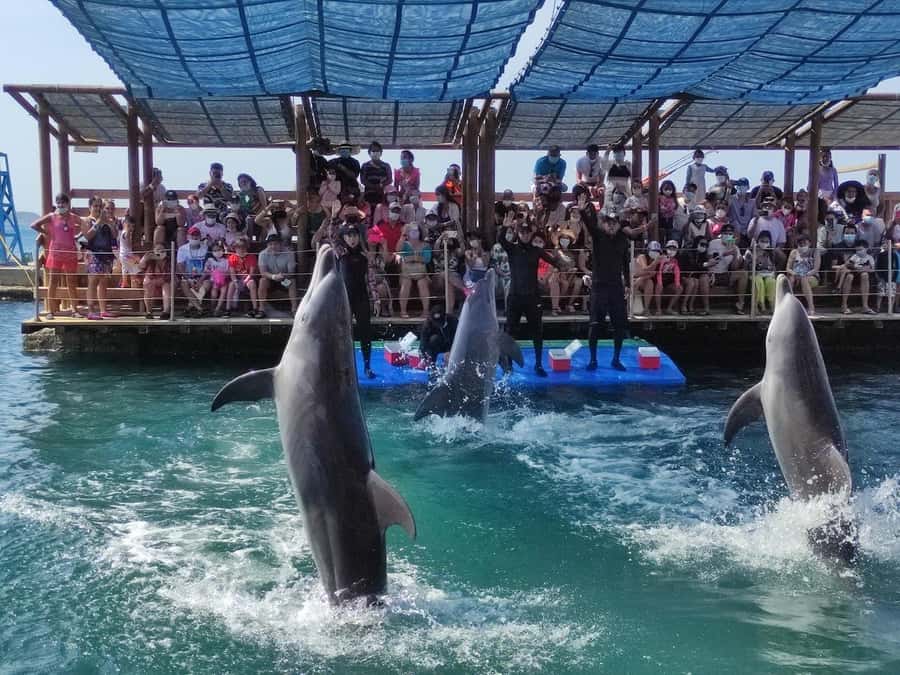 SANTAMARTA: TOUR Combo boat taxi, aquarium, lunch, and white sand beach - One hour at the Rodadero aquarium