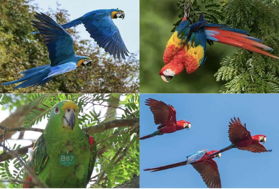 Scenic Horseback Ride in Tropical Mountain Reserve - Key points to know before booking