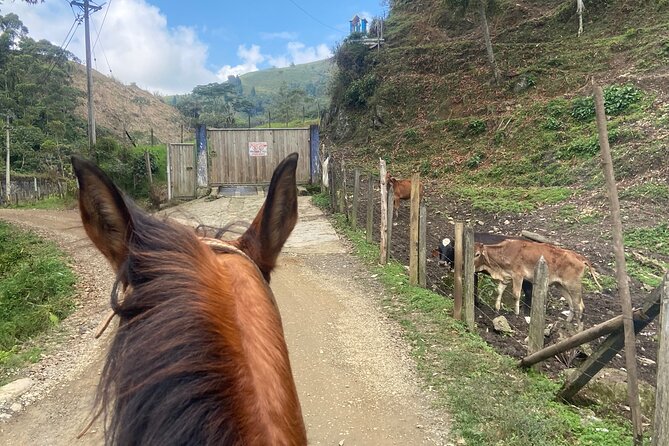 Scenic Horseback Riding in the Medellín Mountains - A gentle introduction for first-time riders