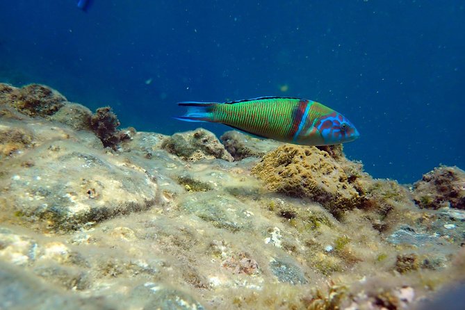Snorkeling excursion in Isla de Tabarca - Snorkeling with fish, sea urchins, and changing conditions