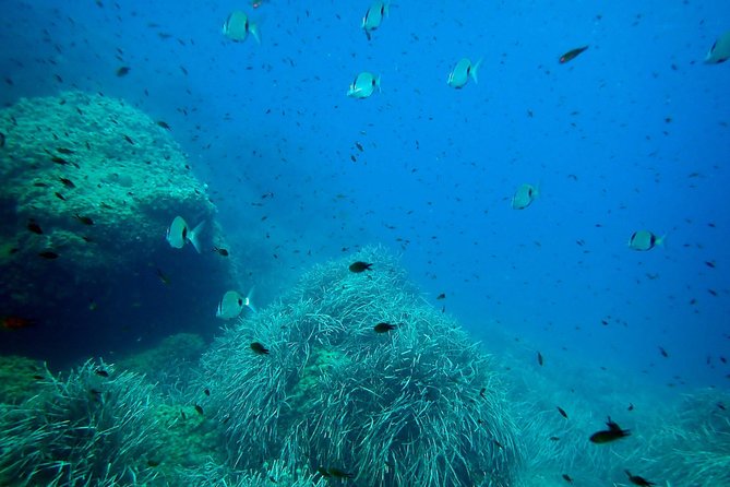Snorkeling excursion in Isla de Tabarca - Is $61.95 a fair price?