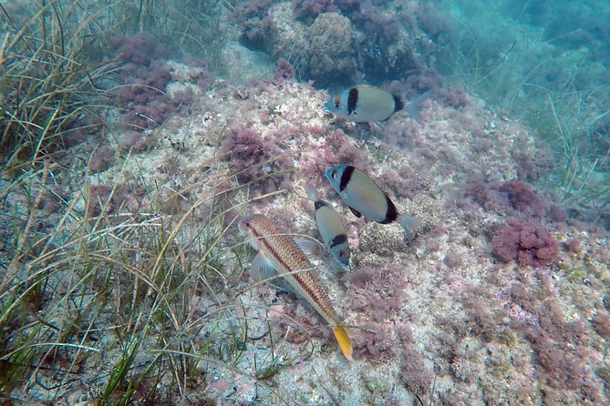 Snorkeling excursion in Isla de Tabarca - Underwater photographs are a useful bonus