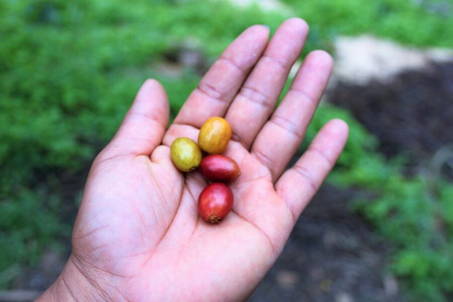 Tequendama Falls and Coffee Hacienda Day Trip from Bogotá - Key points to know before booking