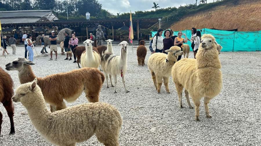 Tour Guatapé con visita a Granja de las Llamas y las Alpacas - Pickup from El Poblado or Carrera 70
