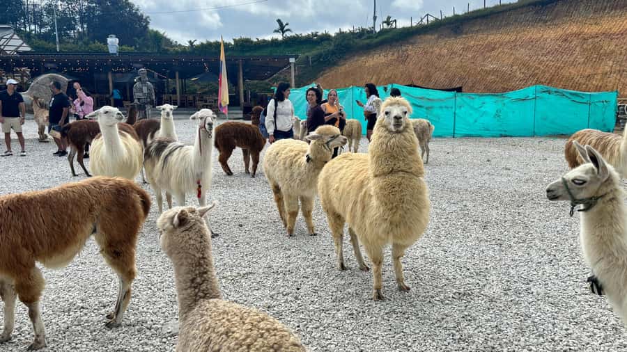 Tour Guatapé con visita a Granja de las Llamas y las Alpacas - El Peñol Rock and the separate climbing fee