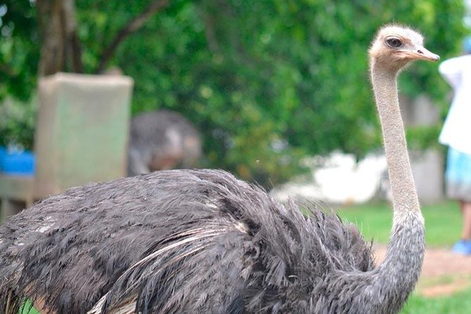 Tour to the Hacienda Nápoles Theme Park - Hippos, Vanessa, and the park’s memorial displays