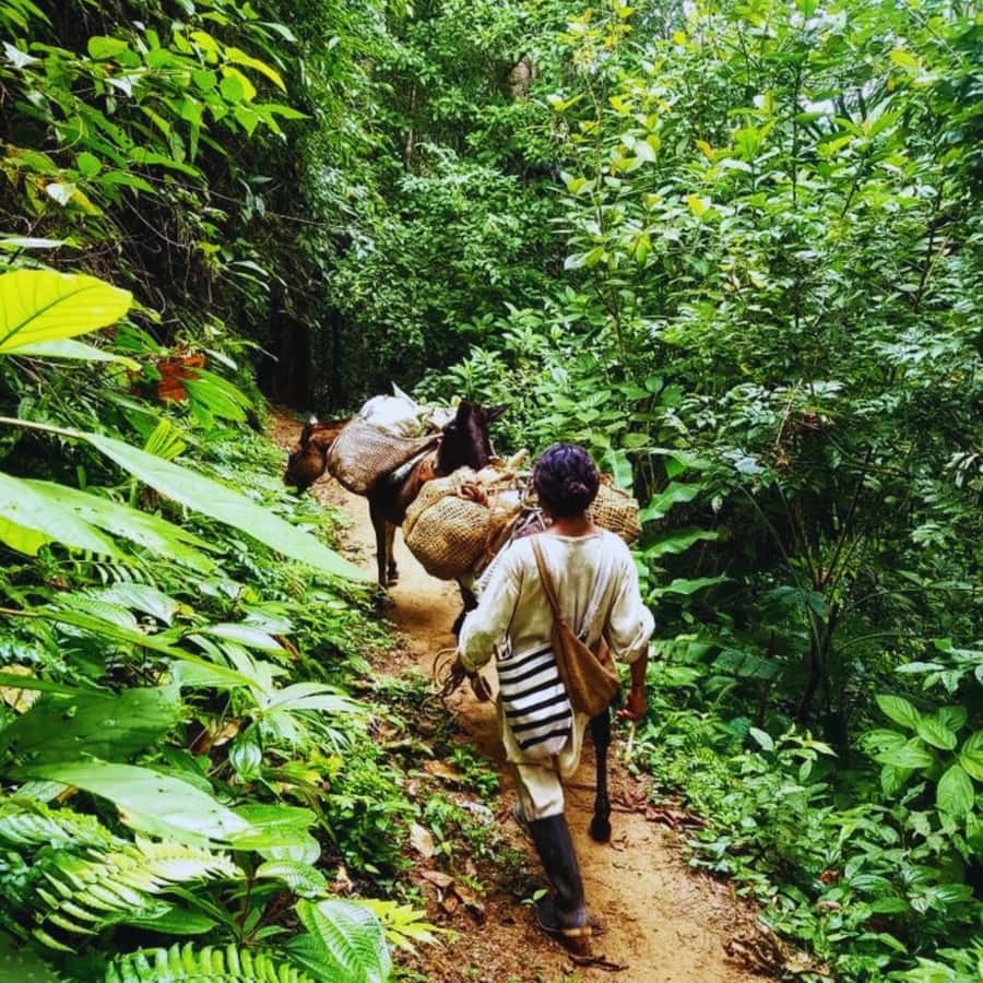 Trekking History and Indigenous Heritage in Minca + Cacao & Coffee + Waterfall - Learning from an Arhuaco family farm