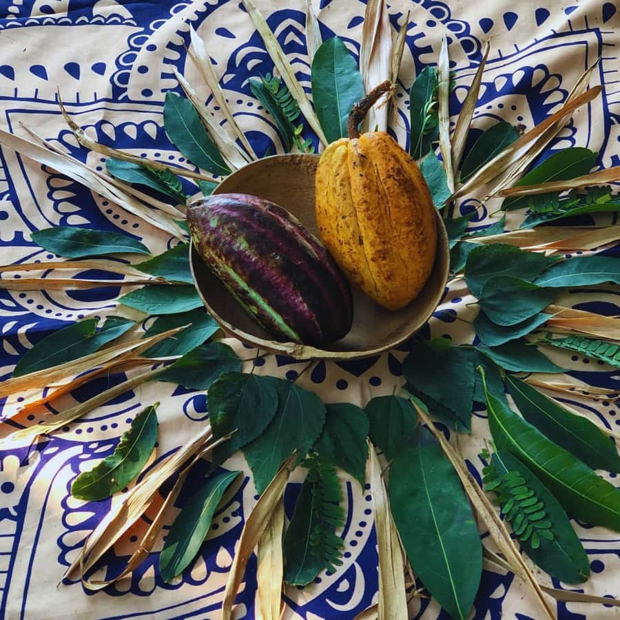 Trekking History and Indigenous Heritage in Minca + Cacao & Coffee + Waterfall - Tasting cacao and coffee with context
