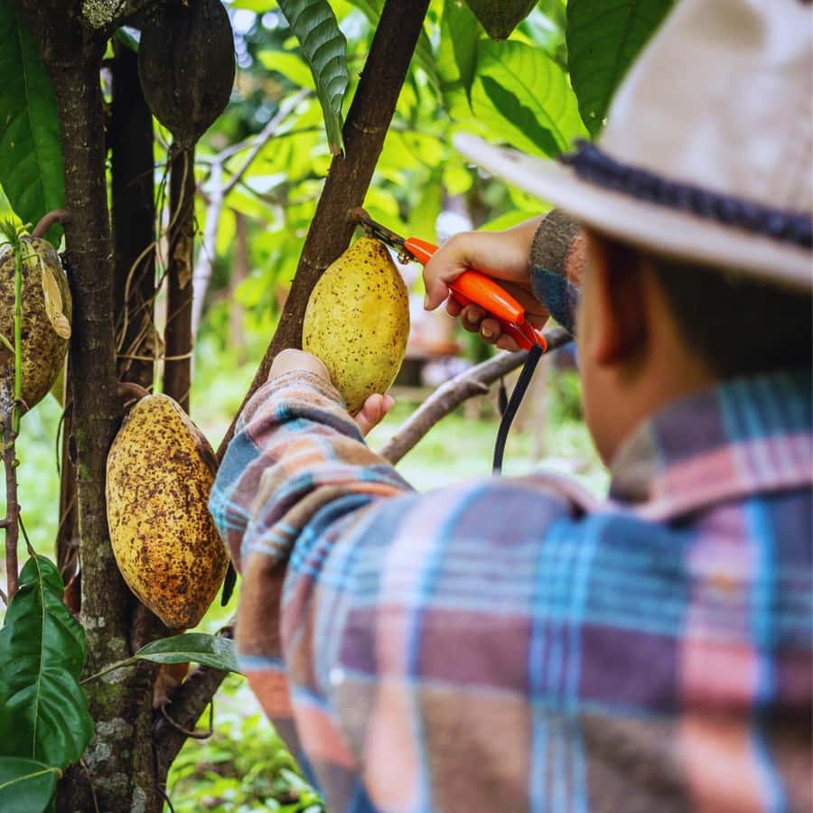 Trekking History and Indigenous Heritage in Minca + Cacao & Coffee + Waterfall - The value of $41 per person